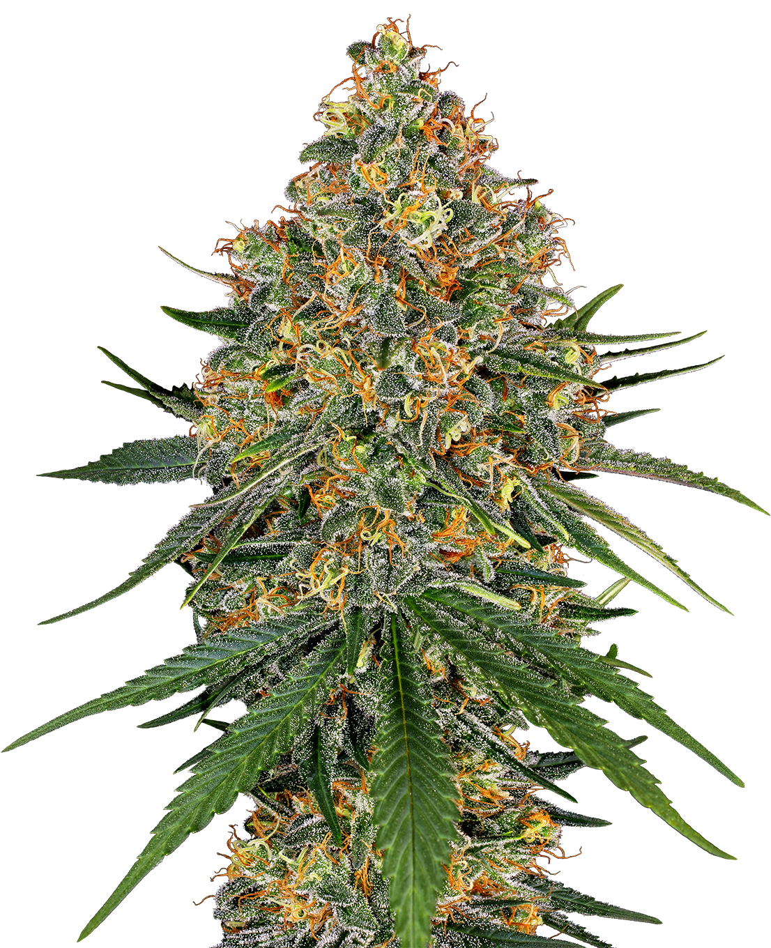 White Cheese Feminized
